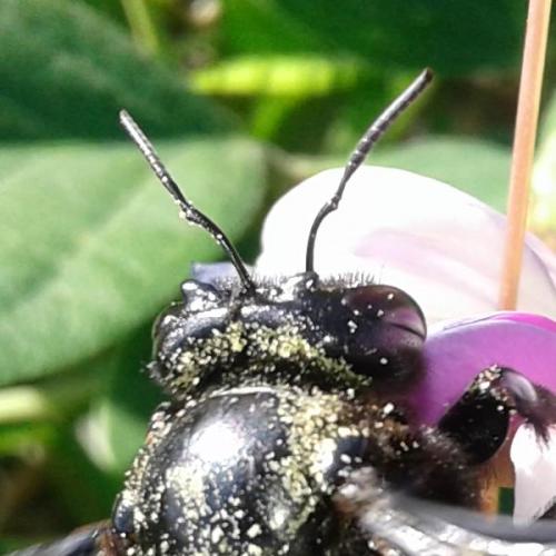Réf. 259 703 : Xylocopa mordax